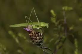 Attēlu rezultāti vaicājumam “Phaneroptera falcata”