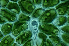 Attēlu rezultāti vaicājumam “Chlorophyta”