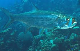 Image result for Megalops atlanticus