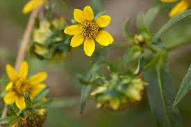 Attēlu rezultāti vaicājumam “Bidens cernua flower”