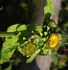 Attēlu rezultāti vaicājumam “Telekia speciosa flower”