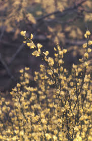 Image result for Cytisus scoparius