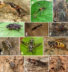 Attēlu rezultāti vaicājumam “Xylophagidae”