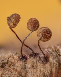 Attēlu rezultāti vaicājumam “Comatricha fragilis macro”