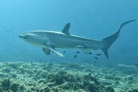 Image result for Alopias pelagicus