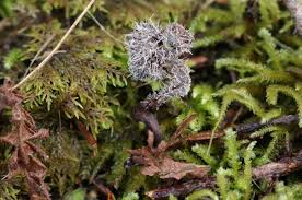 Attēlu rezultāti vaicājumam “Tilachlidium brachiatum”