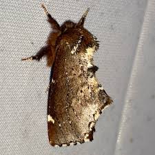 Attēlu rezultāti vaicājumam “Odontosia carmelita”