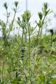 Image result for Galium aparine