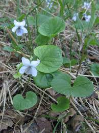 Attēlu rezultāti vaicājumam “Viola epipsila flower”
