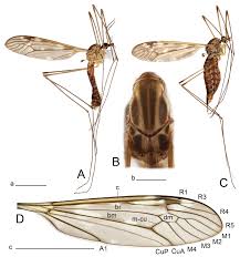 Attēlu rezultāti vaicājumam “Tipulidae”