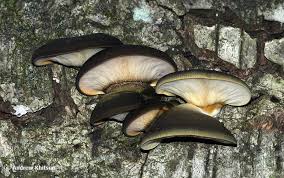 Attēlu rezultāti vaicājumam “Panellus serotinus”