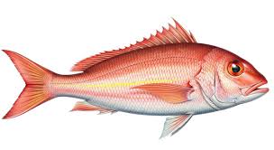 Image result for Lutjanus campechanus