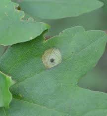 Attēlu rezultāti vaicājumam “Geocrypta galii”