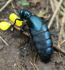 Attēlu rezultāti vaicājumam “Meloe sp. imago”