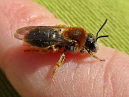 Attēlu rezultāti vaicājumam “Andrena haemorrhoa female”