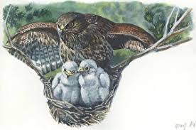 Attēlu rezultāti vaicājumam “Buteo buteo nest”