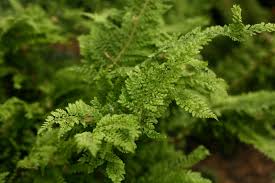 Attēlu rezultāti vaicājumam “Polystichum aculeatum”