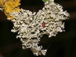 Attēlu rezultāti vaicājumam “Physcia adscendens”
