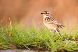 Attēlu rezultāti vaicājumam “Saxicola rubetra”