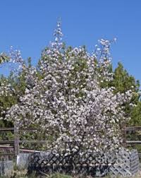 Attēlu rezultāti vaicājumam “Malus domestica flower”