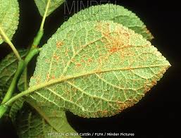 Attēlu rezultāti vaicājumam “Tranzschelia pruni-spinosae”