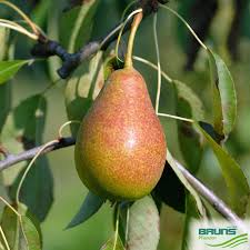 Attēlu rezultāti vaicājumam “Pyrus communis leaf”