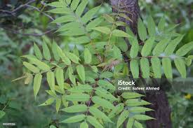 Attēlu rezultāti vaicājumam “Sorbus aucuparia leaf”