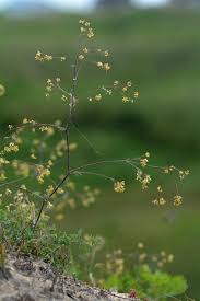 Attēlu rezultāti vaicājumam “Thalictrum minus leaf”