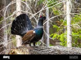 Attēlu rezultāti vaicājumam “Tetrao urogallus”