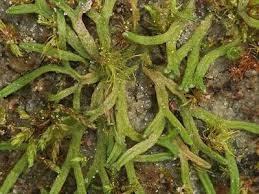 Attēlu rezultāti vaicājumam “Riccia canaliculata”