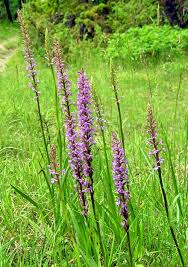 Attēlu rezultāti vaicājumam “Gymnadenia conopsea fruit”