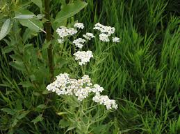 Attēlu rezultāti vaicājumam “Achillea salicifolia leaf”