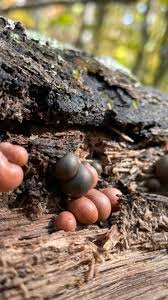 Attēlu rezultāti vaicājumam “Lycogala miserum spores”