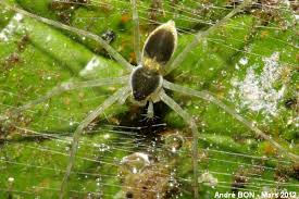 Attēlu rezultāti vaicājumam “Pisauridae”