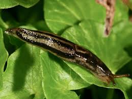 Attēlu rezultāti vaicājumam “Limax maximus”