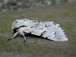 Attēlu rezultāti vaicājumam “Acronicta leporina larva”