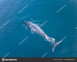 Image result for Balaenoptera omurai