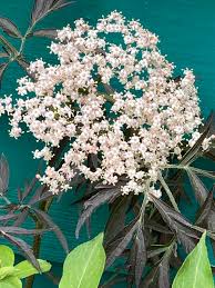 Attēlu rezultāti vaicājumam “Sambucus nigra flower”