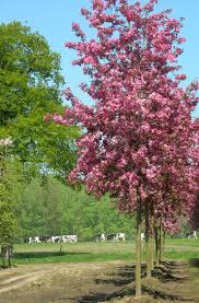 Attēlu rezultāti vaicājumam “Malus”