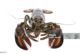 Image result for Homarus americanus