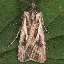 Attēlu rezultāti vaicājumam “Agrotis vestigialis”