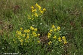 Attēlu rezultāti vaicājumam “Barbarea vulgaris subsp. arcuata fruit”