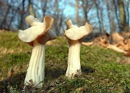 Attēlu rezultāti vaicājumam “Helvella crispa”