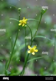 Attēlu rezultāti vaicājumam “Ranunculus flammula”