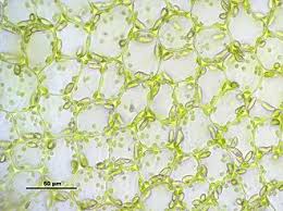 Attēlu rezultāti vaicājumam “Jungermannia hyalina”