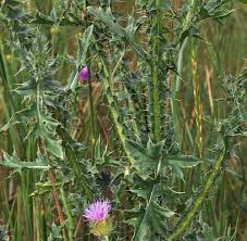 Attēlu rezultāti vaicājumam “Carduus crispus leaf”
