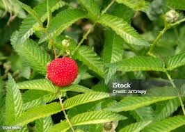 Attēlu rezultāti vaicājumam “Rubus illecebrosus fruit”