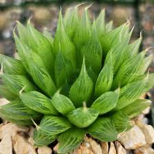Image result for Haworthia