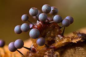 Attēlu rezultāti vaicājumam “Lamproderma violaceum”