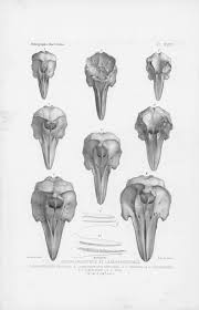 Image result for Leucopleurus acutus